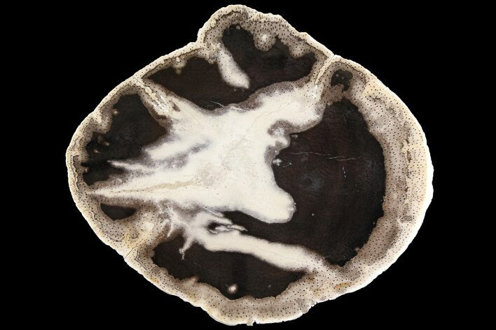 Polished Petrified Palmwood (Palmoxylon) Round - Texas #180233